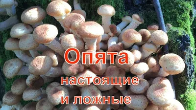 Опята: как вырастить отличные грибы из фирменного мицелия, прямо в вашем  саду и даже дома – пошаговая инструкция