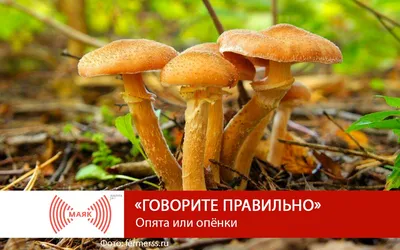 Как готовить луговые опята правильно | www.kakprosto.ru | Дзен