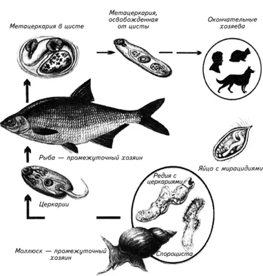 Паразиты в рыбе. Описторхоз. Рыболовам обязательно к прочтению. | Рыбацкая  душа | Дзен