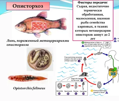 Описторхоз, меры профилактики.