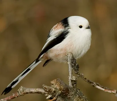 Ополовник (Aegithalos caudatus)