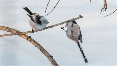 Длиннохвостая синица (ополовник) Aegithalos caudatus Long-tailed Tit