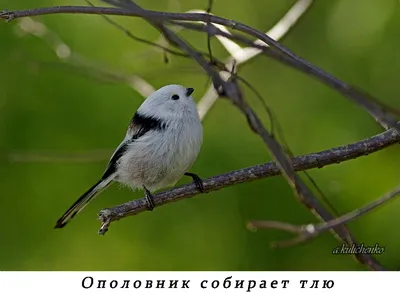 Длиннохвостая синица - ополовник - Птицы#1 - Bob_nle - Участники -  Фотогалерея iXBT