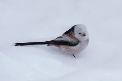 Длиннохвостая синица или ополовник, лесные птицы, Long tailed tomtit,  forest birds - YouTube