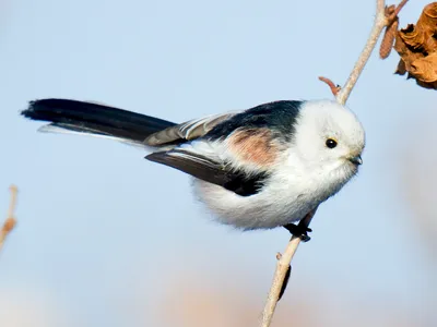 Ополовник Aegithalos caudatus | Куршская Коса - национальный парк