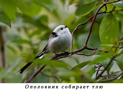 Long-tailed tit ,Длиннохвостая синица, или ополовник - Aegithalos caudatus.  Фотограф Евгений