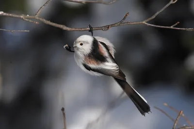 Ополовник (Aegithalos caudatus). Птицы Сибири.