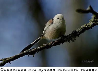 Перепись краснокнижных: какие редкие животные водятся на природных  территориях столицы / Новости города / Сайт Москвы