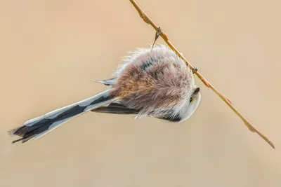 Ополовник (Aegithalos caudatus). Фотогалерея птиц. Фотографии птиц России,  Беларуси, Украины, Казахстана, Таджикистана, Азербайджана.