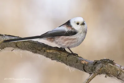 Longtailedtit. Синица. Ополовник. #birds #bird #птица #birdwatching  #birding #naturephotograpy #птицы #птицымосквы #бердинг #бердвотчинг… |  Instagram