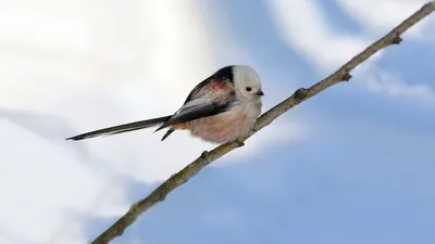 Ополовник (Aegithalos caudatus). Птицы Дальнего Востока России.