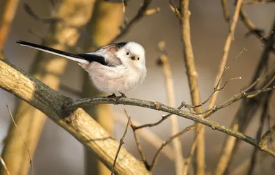 Купить Ополовник. Акварель - коричневый, лес, синица, рисунок птицы, bird,  птица на ветке | Птица акварелью, Кофейная живопись, Акварель