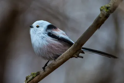 Ополовник ( Aegithalos caudatus)