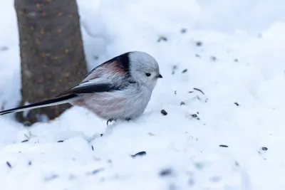 Ополовник (Aegithalos caudatus). Фотогалерея птиц. Фотографии птиц России,  Беларуси, Украины, Казахстана, Таджикистана, Азербайджана.