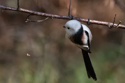 Ополовник (Aegithalos caudatus). Птицы Дальнего Востока России.