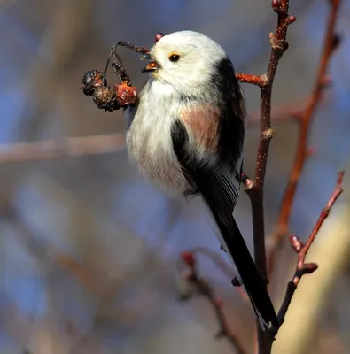 Ополовник, или длиннохвостая синица — Aegithalos caudatus / Галерея / Птицы  России