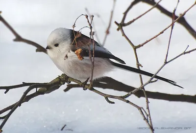 Ополовник (Aegithalos caudatus). Птицы Сибири.