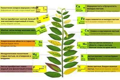 Как определить чего не хватает растениям по листьям (фото) и меры которые  следует предпринять для устранения дефицита питания | Скамеечка | Дзен
