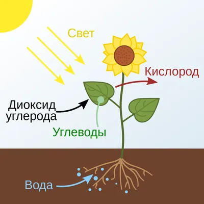 Список болезней растений с фотографиями и описаниями