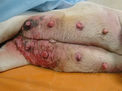 Опухоль молочной железы у собак фото фото