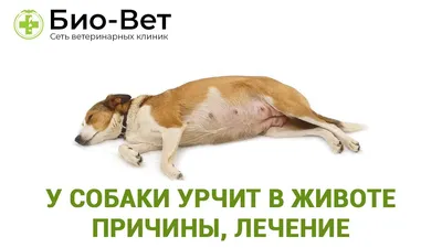 Найдена собака с опухолью на животе, ищем хозяина | Pet911.ru