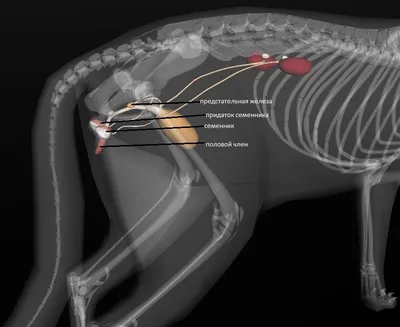 УЗИ репродуктивной системы самцов - Здоровье Животных | Сеть ветеринарных  клини