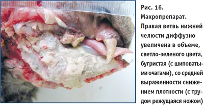 Шишки у собак под кожей: на лапе, шее, животе, голове и других местах:  симптомы, лечение