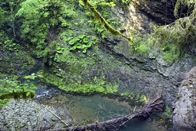 Экскурсия через фантастический колхидский лес к водопадам Ажек в Сочи -  цена 8500 ₽