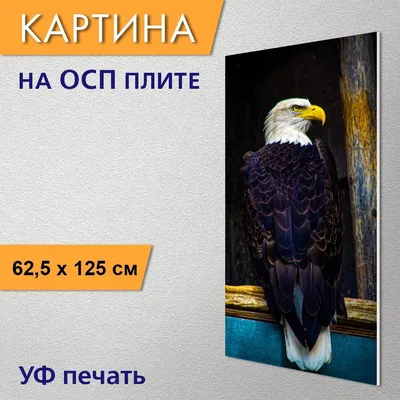 Картина «Не просто птица а - орел » Холст на оргалите, Масло 2022 г.