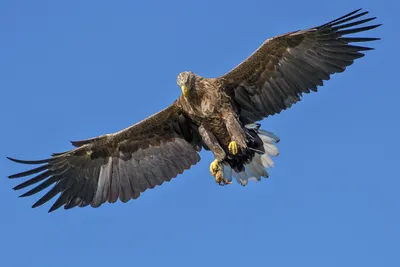 Hawk, Птица, Орел. Фотография, картинки, изображения и сток-фотография без  роялти. Image 41402976