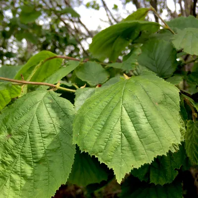 🌱 Лещина (Орешник) крупная Purpurea по цене от 3000 руб: крупномеры,  саженцы - купить в Москве с доставкой - интернет-магазин Все Сорта