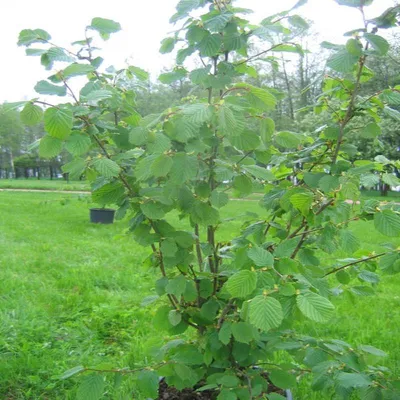 Лещина обыкновенная (Орешник) Болвиллер с доставкой! 🌱 [Р702654]