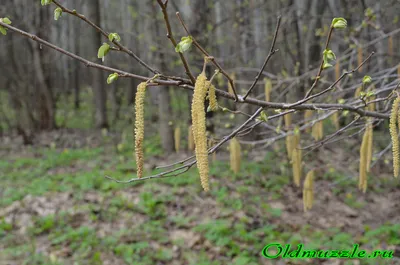 Лещина обыкновенная (Орешник) (Corylus avellana)