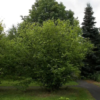 Лещина обыкновенная (Орешник) (Corylus avellana)