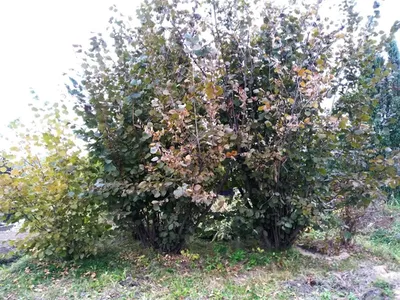 Весенний орешник / Spring walnut tree | Владимир Абрамчук | Flickr