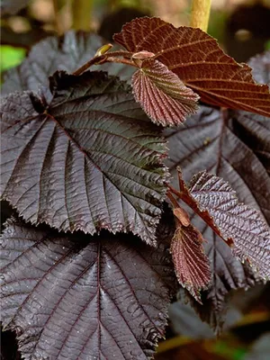 Лещина обыкновенная (орешник), Corylus avellana, форма с пурпурной листвой