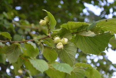 Лещина Обыкновенная Орешник (Corylus avellana)