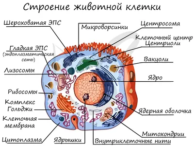 Органоиды клетки, подготовка к ЕГЭ по биологии