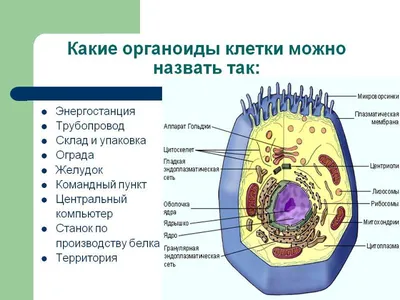 1. Обозначь, какими цифрами на рисунке обозначены следующие клеточные  органоиды: - Школьные Знания.com