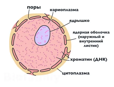 Органоиды клетки - презентация онлайн