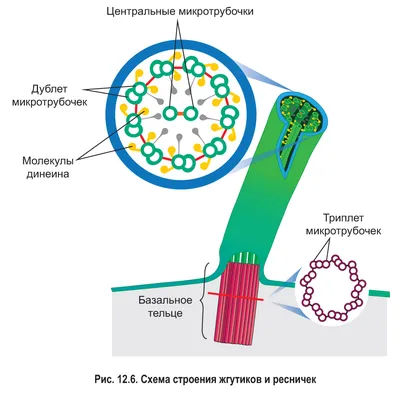 ЦИТОЛОГИЯ: Органоиды эукариот | BioFamily | ЕГЭ по биологии 2024 | Дзен