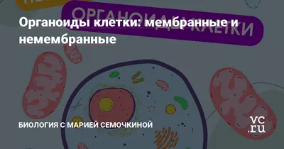 12. Гиалоплазма. Цитоскелет. Немембранные органоиды: Немембранные органоиды