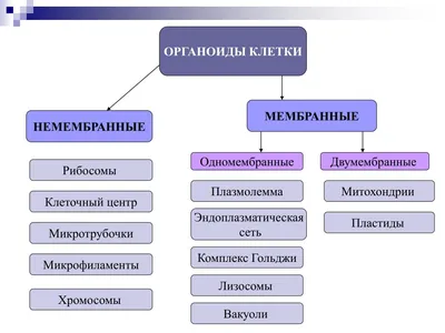 Презентация \" Органоиды клетки\" | PDF