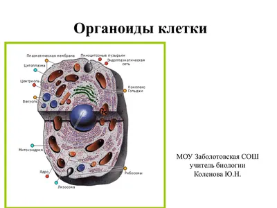 PPT - Органоиды клетки PowerPoint Presentation, free download - ID:3869971