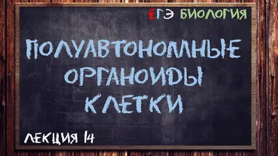 Органоиды, выращенные в лаборатории, более подвержены стрессу, чем клетки  мозга