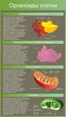 Стенд по биологии Органоиды клетки (арт. ШБ14) купить в Москве с доставкой:  выгодные цены в интернет-магазине АзбукаДекор