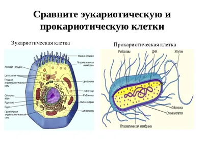 Подготовка к ЕГЭ по биологии. Органоиды клетки. Мембранные и немембранные.  Часть 1 | Кирилл Романов | Дзен