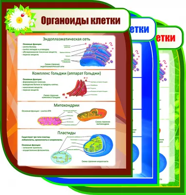 Органоиды клетки | Удоба - бесплатный конструктор образовательных ресурсов