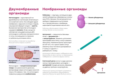 Диаграмма: Биология. Клетка. Органоиды | Quizlet