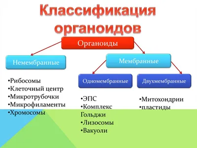 Органоиды мозга человека вживили в мозг живой крысы / Хабр